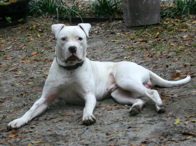 Old southern sale bulldog