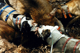 american bulldog hunting